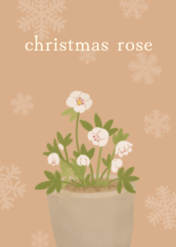 クリスマスローズ