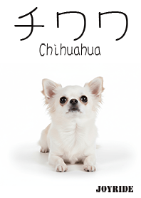 Chihuahua : 2_1