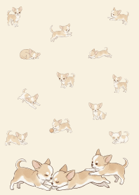 Cute happy chihuahua.4