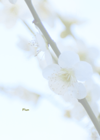 Plum Theme 3