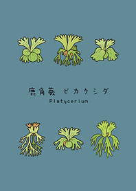 My staghorn fern(Lake Green)