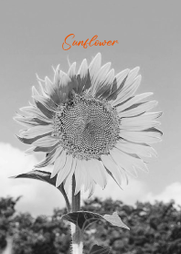 monochrome photograph...31