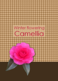 Winter flowering Camellia