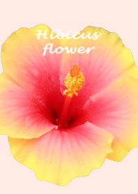 hibiscus flower theme