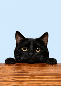 Peeking Black Cat | Snack Please#2