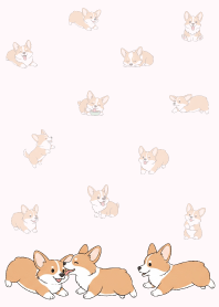 Cute happy Welsh Corgi.21.2