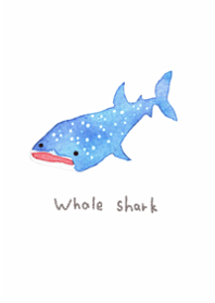 Whale sharks will heal you5.