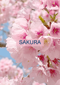Spring is almost here. SAKURA.140