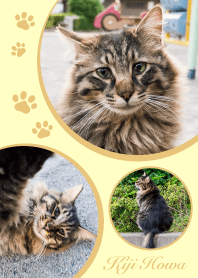 Nora Cat Fliffy Brown Tabby