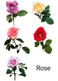A lot of roses (Japanese ver)
