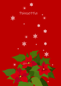 December's birth flower, Poinsettia