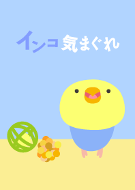 インコ気まぐれ 青虹