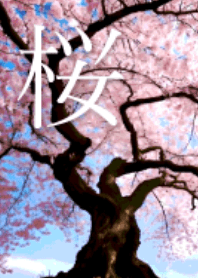 Spring...Under the cherry blossom tree