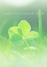 4-Leaf Clover Photo #7-25Not AI