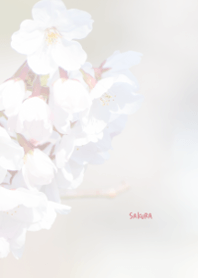 Japanese SAKURA Theme 19