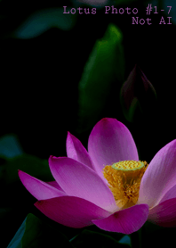 Lotus Photo #1-7Not AI