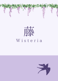 Fuji -Wisteria-