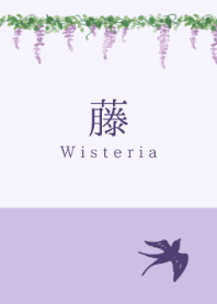 大人の着替え「藤-Wisteria-」