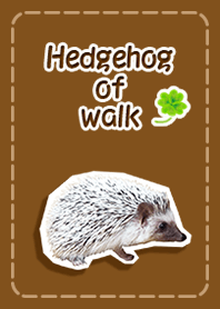 Hedgehog of walk
