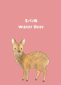 Water Deer light pink JP