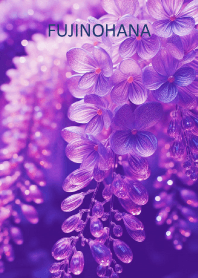 FUJINOHANA-hisatoto 11