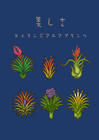 Air Plants flowering(Navy blue)