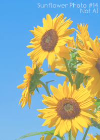 Sunflower Photo #14-12 NotAI
