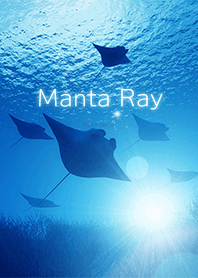 マンタの海