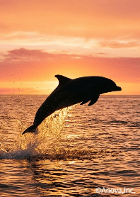 Cool Dolphin Theme