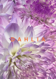 DAHLIA-Purple Flower 48