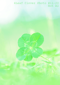 4leaf Clover Photo#11-23Not AI