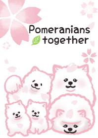Pomeranian together (Sakura Version)