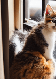 Nyanko Great Runaway#BPUX017.