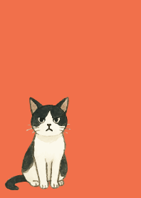 tuxedo cat on red & yellow