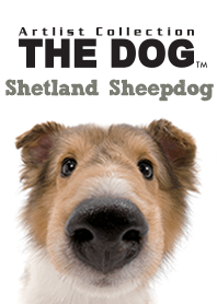 THE DOG Shetland Sheepdog