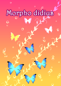 Morpho didius 2