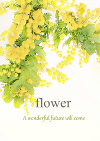 Mimosa and gentle spring5.