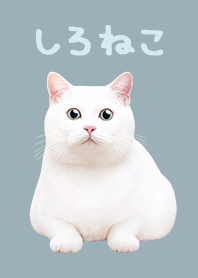 White Cat - blue and gray