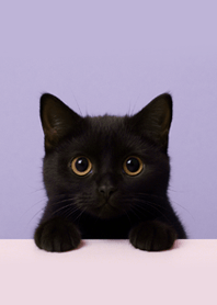 Round-Eyed Black Kitty.Vol.3