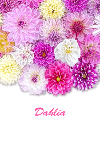 "Dahlia 2" theme
