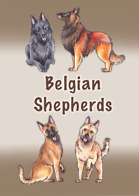 Belgian shepherds