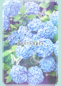 hydrangea - beautiful flower's theme