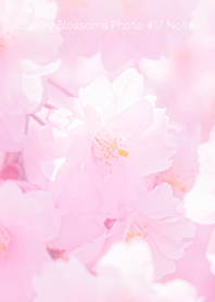 Cherry Blossoms Photo #17-22 NotAI