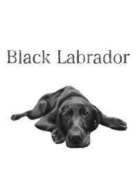 Black Labrador Retriever