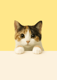 Calico Kitten Peekaboo | Minimal.Vol.3