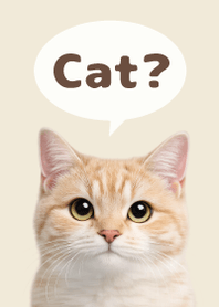 Gato Simples 2 Beige 03