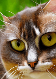 Cats run wild #CQIF55.