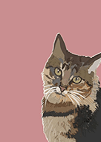 calico cat)