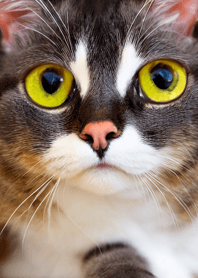 Cat Runaway 54444445