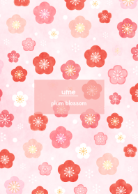 ふんわり梅の花